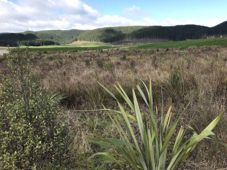 Lightwire planting trees with Ata Rangi