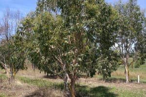 Eucalyptus fastigata